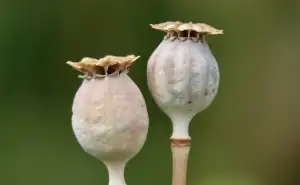 Posta Nova Ves Pod Plesi